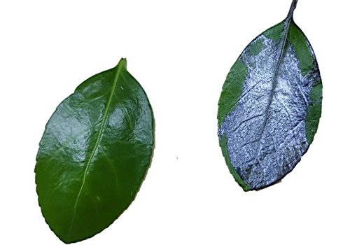 Image of two leaves, one uncoated, one coated with perovskite film