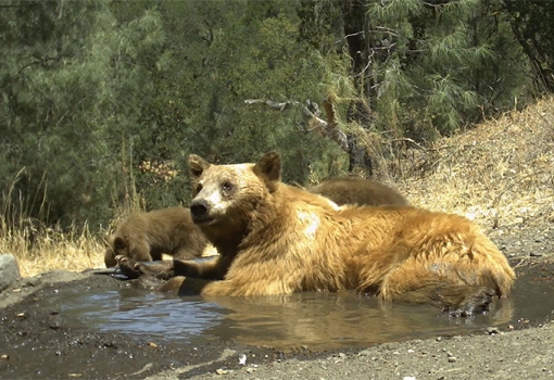 A bear with cubs at Sedgwick Reserve