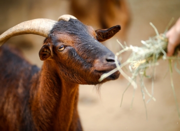 Image of a goat, which, like other ruminants, host anaerobic microbes that can break through tough plant cell walls to gain the nutrition behind them.